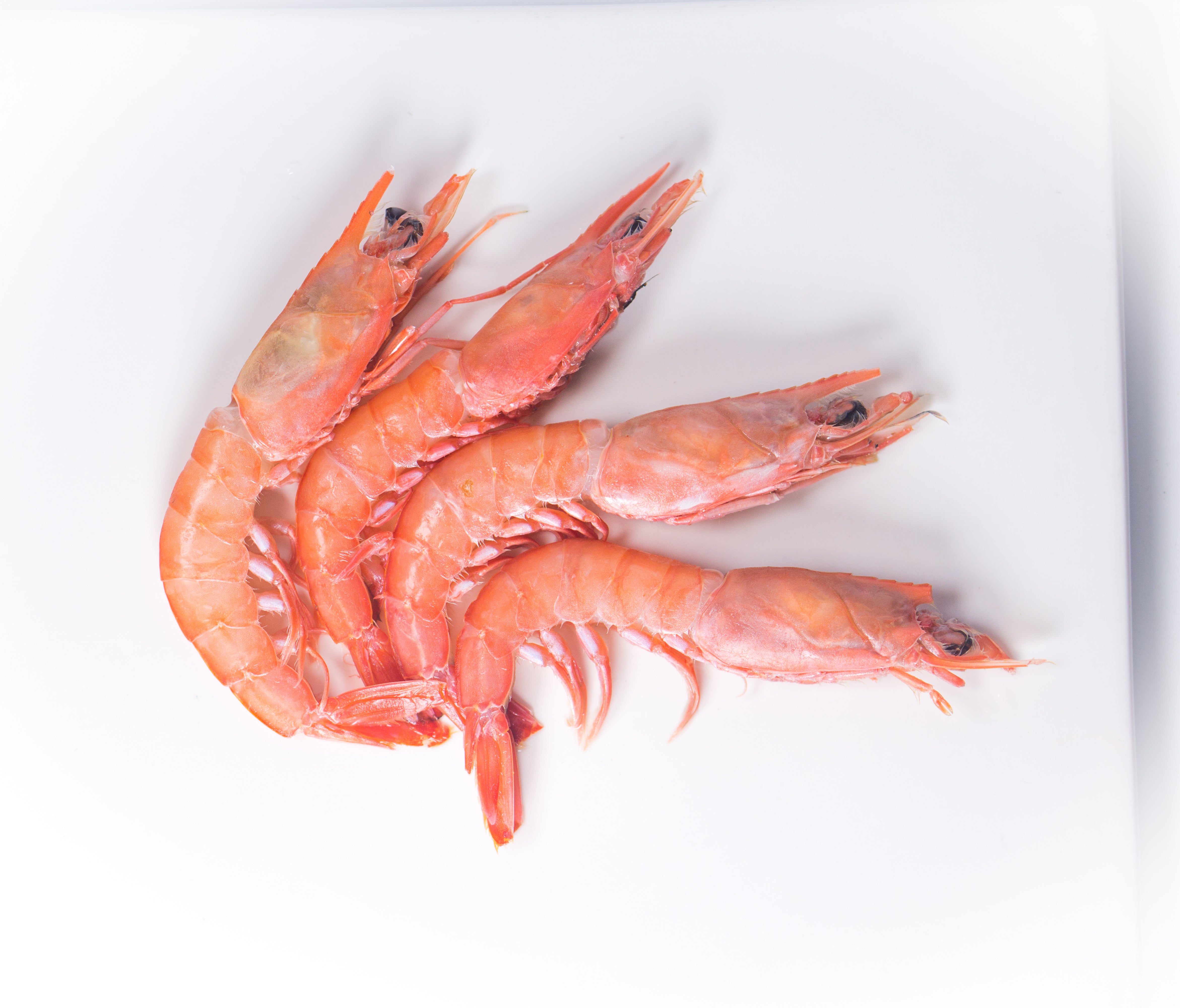 Marine & Shrimp Product